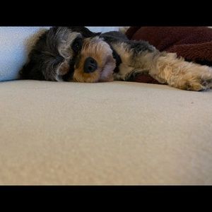 Meet your Posher, Evan